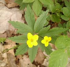 Attēlu rezultāti vaicājumam “Anemone ranunculoides bud”