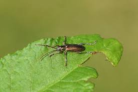 Attēlu rezultāti vaicājumam “Donacia clavipes”