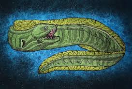 Image result for Gymnothorax funebris