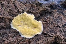 Attēlu rezultāti vaicājumam “Flaviporus citrinellus”