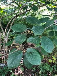 Attēlu rezultāti vaicājumam “Hamamelis vernalis leaf”