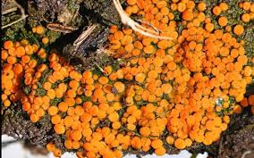 Attēlu rezultāti vaicājumam “Byssonectria fusispora”