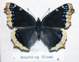 Attēlu rezultāti vaicājumam “Nymphalis antiopa”