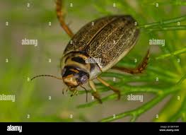Attēlu rezultāti vaicājumam “Rhantus frontalis”