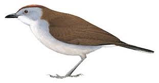 Attēlu rezultāti vaicājumam “Muscicapidae”