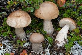 Attēlu rezultāti vaicājumam “Leccinum melaneum”