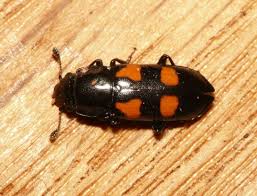 Attēlu rezultāti vaicājumam “Glischrochilus quadripunctatus imago”