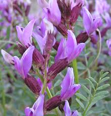 Attēlu rezultāti vaicājumam “Astragalus arenarius flower”