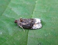 Attēlu rezultāti vaicājumam “Apotomis betuletana”