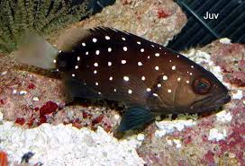 Image result for Hyporthodus niveatus