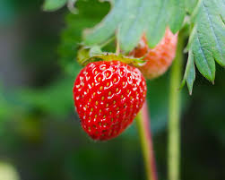 Attēlu rezultāti vaicājumam “Fragaria x ananassa”