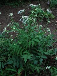 Attēlu rezultāti vaicājumam “Berula erecta leaf”
