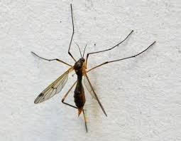 Attēlu rezultāti vaicājumam “Ptychoptera sp.”