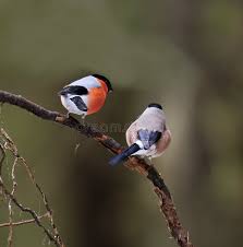 Attēlu rezultāti vaicājumam “Pyrrhula pyrrhula male”