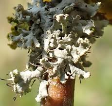 Attēlu rezultāti vaicājumam “Physcia tenella”