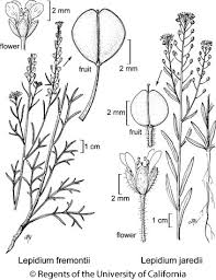 Attēlu rezultāti vaicājumam “Lepidium densiflorum fruit”