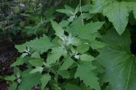 Attēlu rezultāti vaicājumam “Chenopodium album leaf”