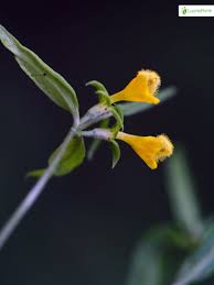 Attēlu rezultāti vaicājumam “Melampyrum sylvaticum flower”