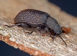 Attēlu rezultāti vaicājumam “Bolitophagus reticulatus imago”