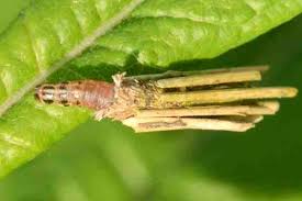 Attēlu rezultāti vaicājumam “Psyche casta”