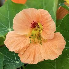 Image result for Tropaeolum majus