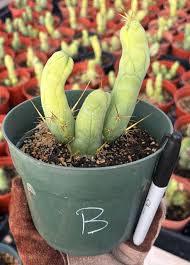 Attēlu rezultāti vaicājumam “Trichia erecta macro”