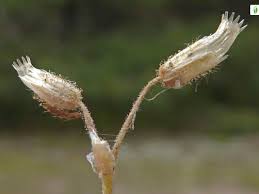 Attēlu rezultāti vaicājumam “Cerastium semidecandrum bud”