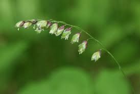 Attēlu rezultāti vaicājumam “Melica nutans flower”