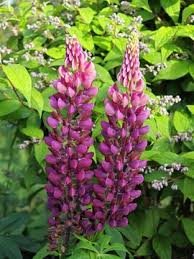 Image result for Lupinen