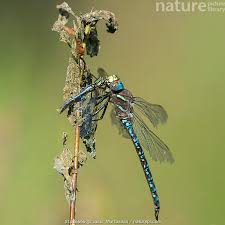 Attēlu rezultāti vaicājumam “Aeshna juncea male”
