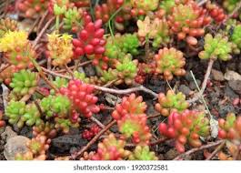 Attēlu rezultāti vaicājumam “Sedum pallidum flower”