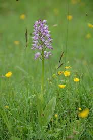 Attēlu rezultāti vaicājumam “Orchis militaris”