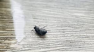 Attēlu rezultāti vaicājumam “Blaps mortisaga”