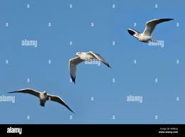 Attēlu rezultāti vaicājumam “Larus argentatus eggs”