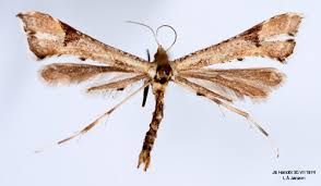 Attēlu rezultāti vaicājumam “Platyptilia gonodactyla”