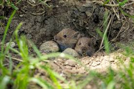 Attēlu rezultāti vaicājumam “Microtus agrestis”