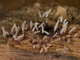 Attēlu rezultāti vaicājumam “Stemonitopsis typhina”