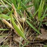 Attēlu rezultāti vaicājumam “Gagea pratensis”