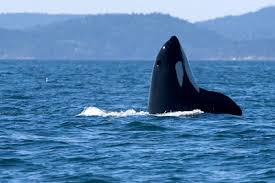 Image result for Orcinus orca