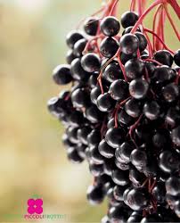 Attēlu rezultāti vaicājumam “Sambucus nigra fruit”