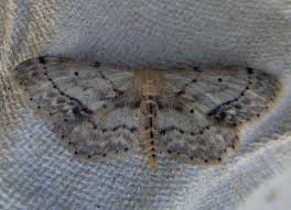 Attēlu rezultāti vaicājumam “Idaea dimidiata”