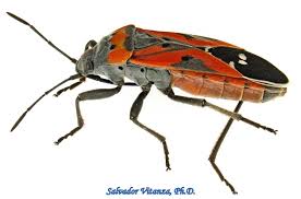 Attēlu rezultāti vaicājumam “Lygaeidae”