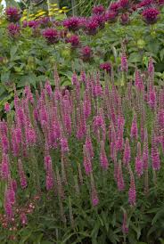 Attēlu rezultāti vaicājumam “Veronica spicata fruit”