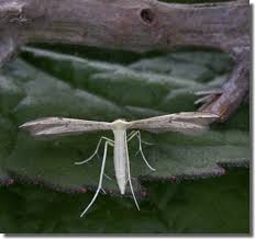 Attēlu rezultāti vaicājumam “Adaina microdactyla”