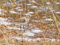 Attēlu rezultāti vaicājumam “Calidris minuta”