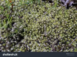 Attēlu rezultāti vaicājumam “Racomitrium canescens sporophyte”