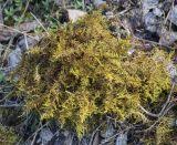 Attēlu rezultāti vaicājumam “Abietinella abietina var. hystricosa”