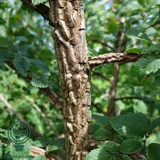 Attēlu rezultāti vaicājumam “Ulmus minor f. suberosa”