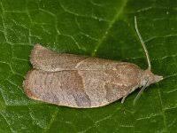 Attēlu rezultāti vaicājumam “Pandemis heparana”