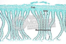 Attēlu rezultāti vaicājumam “Coprinus sp.”